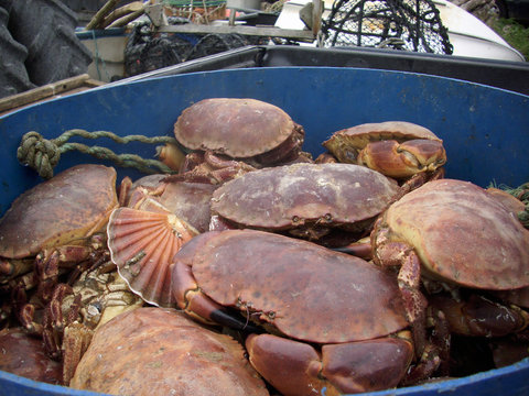 Live crabs and shellfish