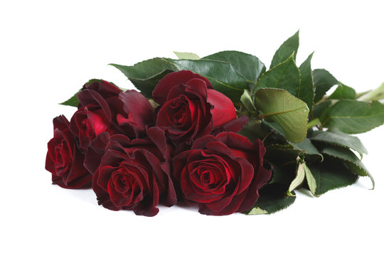 Dark red "Black Baccara" roses isolated on white background