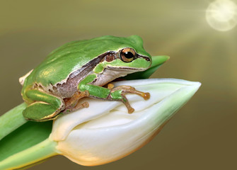 Treefrog