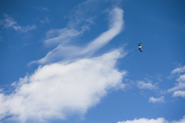 Naklejka na ściany i meble Seagull Flys High in the Clouds