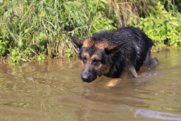Dog german shepherd catches fish in water