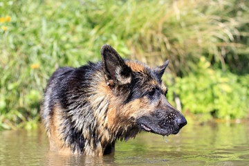 Dog german shepherd catches fish in water