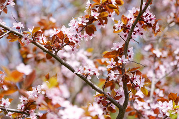 Cherry plum flowers in springtime