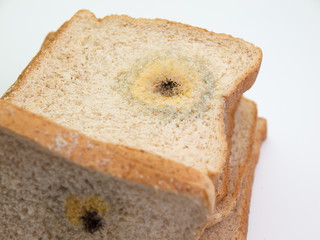 Mold on bread.