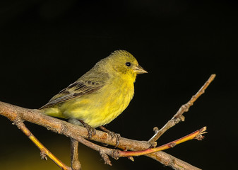 Female Lesser Goldfinch (Spinus psaltria)