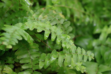 flowers,plants