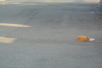寝そべる　にゃんこ　気持ちいい
