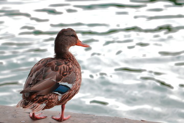 Ente an Fluss