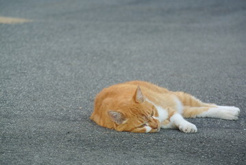 寝そべる　にゃんこ　気持ちいい