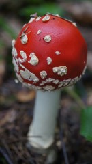 МУХОМОРЫ,КРАСНЫЙ ЦВЕТ,ЯРКИЙ,КРАСОТА,ЛЕС