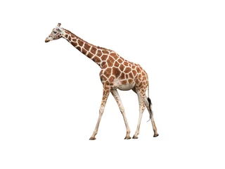 Photo sur Plexiglas Girafe Giraffe, isolated on white background