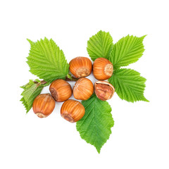 filbert nuts with leaves on white