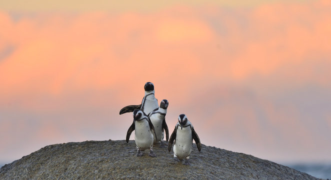 African penguins on the boulder in sunset light sky. African penguin ( Spheniscus demersus) also known as the jackass penguin and black-footed penguin. Boulders colony. Cape Town. South Africa