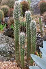 flowers,plants