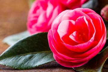 Pink japanese camellia flowers with leaves on rustic background