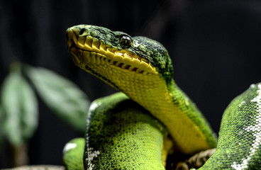 Green Snake