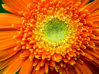 Orange gerbera flower agaisnt green blurred background