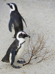 Obraz premium African penguins walk out of the ocean on the sandy beach. African penguin ( Spheniscus demersus) also known as the jackass penguin and black-footed penguin. Boulders colony. Cape Town. South Africa