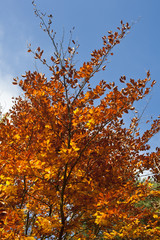 Close up of autumn tree with red, orange and yellow colored leaves