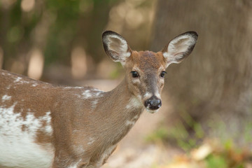 Naklejka na ściany i meble Female Piebald Whitetail Deer