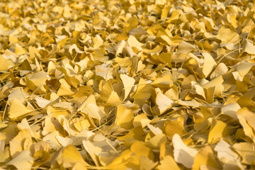 Close up of golden gingko biloba leaves in autumn