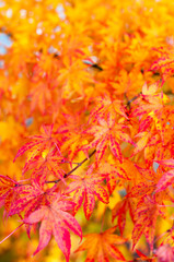 Naklejka na ściany i meble Farbenfroher Herbst, Indian Summer, Kanadischer Amberbaum, Liquidambar, Leuchtendes Herbstlaub, Farbenpracht