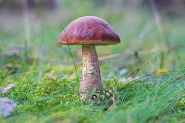 Brown cap boletus mushroom growing in the forest at autumn