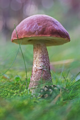 Brown cap boletus mushroom growing in the forest at autumn