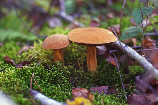 Two yellow Mossiness mushrooms growing in the forest at autumn