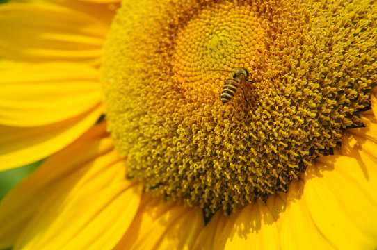Sunflower and bee closeup background and texture
