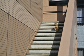 階段　にゃんこ　一匹　ポツン