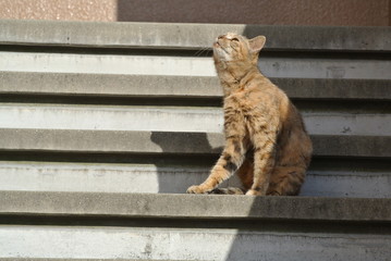 階段　にゃんこ　一匹　ポツン