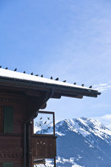 Detail of birds on a snowy roof with Swiss Alps at the background