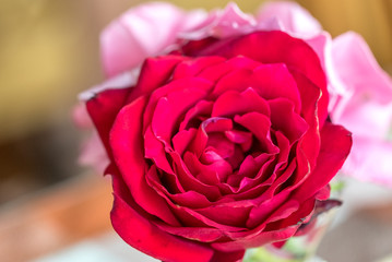 Red Rose - Powered by Adobe