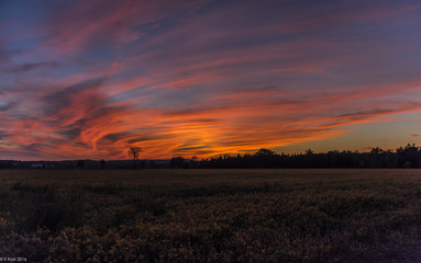 Sunset over farm field