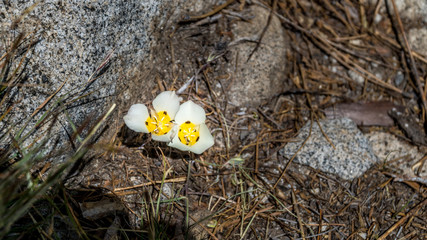 Alpine Flowers