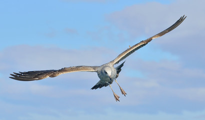 Flying Juvenile Kelp gull (Larus dominicanus), also known as the Dominican gull and Black Backed Kelp Gull. False Bay, South Africa