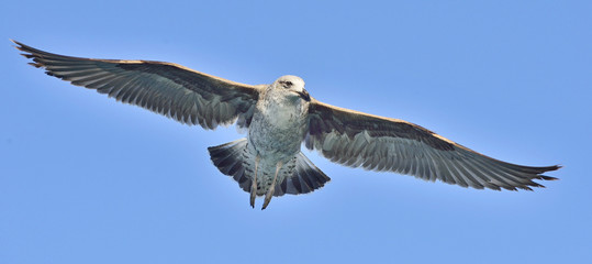 Flying Juvenile Kelp gull (Larus dominicanus), also known as the Dominican gull and Black Backed Kelp Gull. False Bay, South Africa