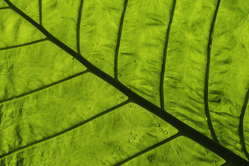 Green Leaf