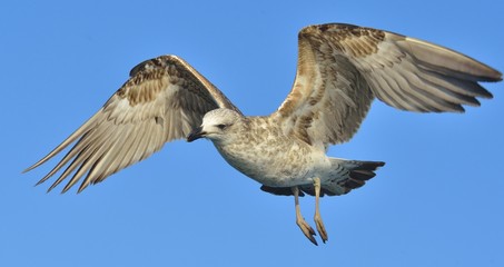 Flying Juvenile Kelp gull (Larus dominicanus), also known as the Dominican gull and Black Backed Kelp Gull. False Bay, South Africa