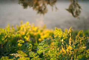 Background of spring grass