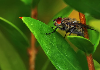 Fly