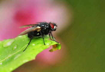 Fly
