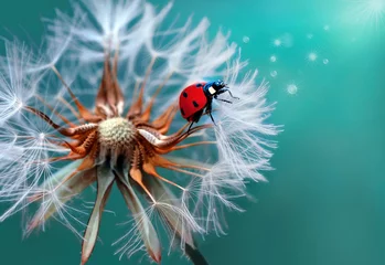 Fotobehang ladybug © blackdiamond67