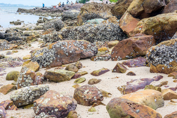 Sea stones with lots of seashells on the seashore