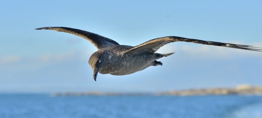 Great Skua ( Catharacta skua ) in flight on blue ocean water background