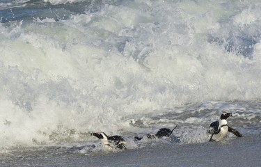 African penguins walk out of the ocean on the sandy beach. African penguin ( Spheniscus demersus) also known as the jackass penguin and black-footed penguin. Boulders colony. Cape Town. South Africa
