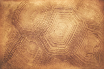 Naklejka premium tortoise shell background