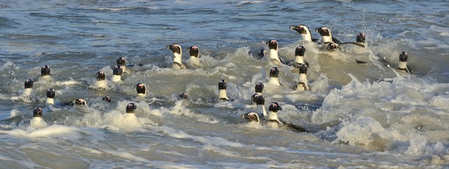 African penguins walk out of the ocean on the sandy beach. African penguin ( Spheniscus demersus) also known as the jackass penguin and black-footed penguin. Boulders colony. Cape Town. South Africa