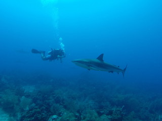 Fototapeta na wymiar encontro com tubarão